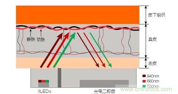 反射光脈搏測量原理。傳感器發(fā)出的光透過皮膚和組織，一部分被吸收，一部分被反射回檢測器。因?yàn)閯用}中的血流量隨心臟的每次跳動會有所變化，因此光線被吸收的量以及檢測器收到的信號強(qiáng)度也會隨之發(fā)生改變。綠光可以在手腕處提供最佳結(jié)果，而紅光和紅外光一般用于手指測量。 8