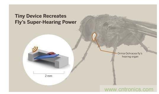 顯示研究人員們經(jīng)由這種寄生蠅的聲音處理機(jī)制啟發(fā)，開發(fā)出一款低功耗的麥克風(fēng)組件。