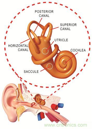 圖1. 人體平衡和聽(tīng)力是內(nèi)耳中復(fù)雜平衡器官的一部分。