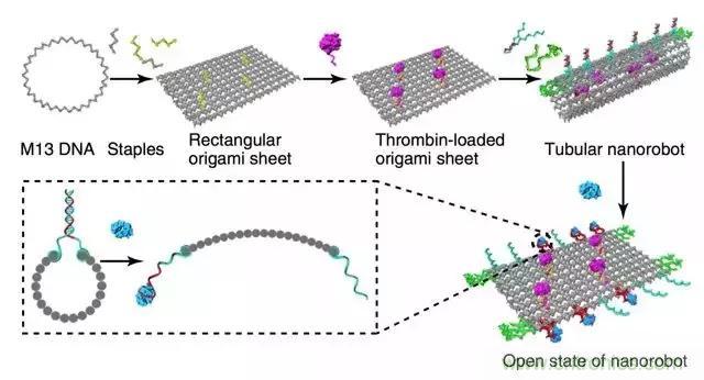 中美科學(xué)家聯(lián)手，用DNA納米機器人殺死癌細(xì)胞