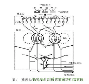 仿生傳感器的定義、原理、分類及應(yīng)用